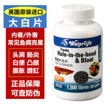 British large white tablets are sent internally and externally to stingrays arowanas sterilizers tank head holes abdominal fluid disinfectants aquarium fish medicine