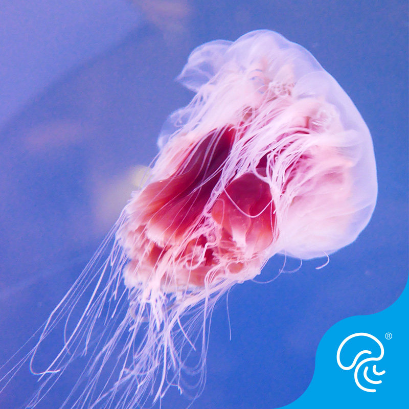 Lion Mane Jellyfish Jellyfish Live Large Jellyfish Transparent Floating Pets Living Marine Pavilion Jellyfish Show Jellyfish