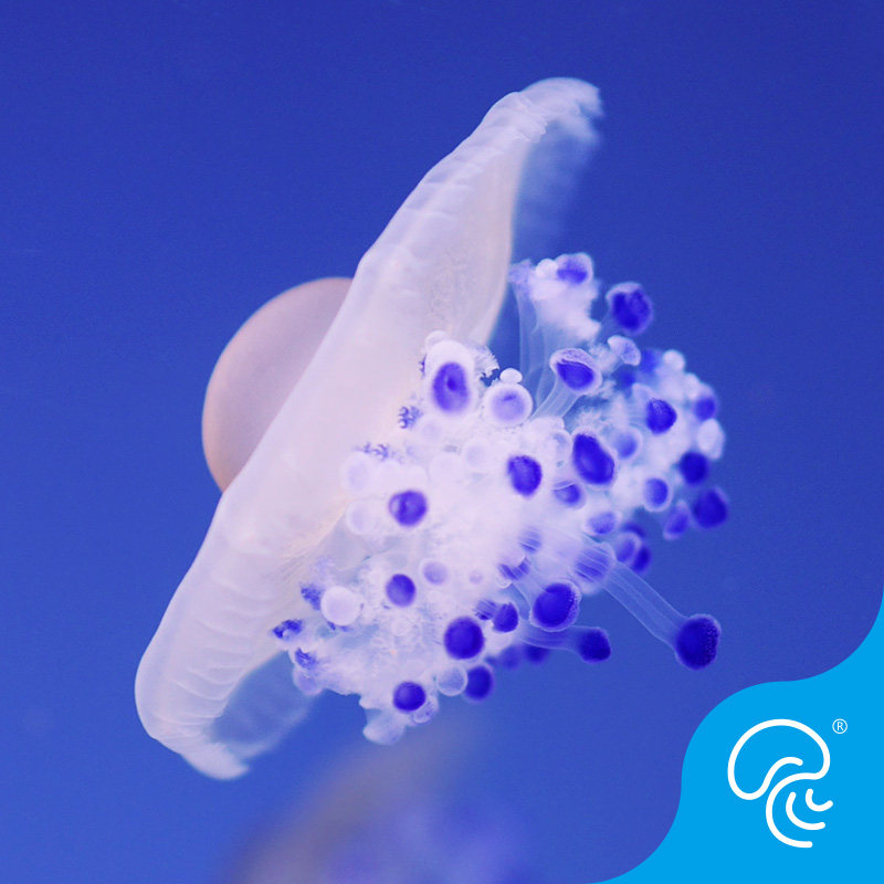 Medusa Egg Yolk Jellyfish Live Omelettes Eggs Jellyfish Mediterranean Colorful Ornamental Fish Seawater Fish Dreamy