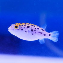 Small puffer fish tropical fish living golden doll puffer submarine fish will be angry fish soda fish