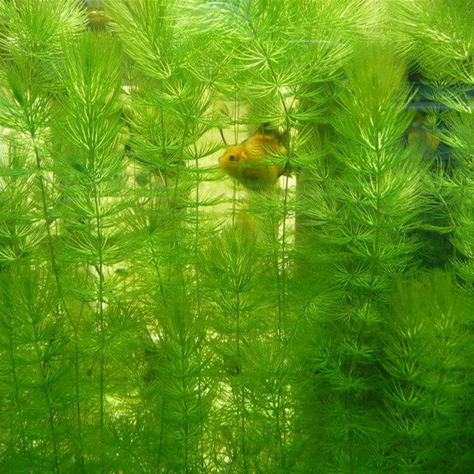 Pine tail green chrysanthemum grass hornwort algae mini shrimp tank round tank landscaping novice real water grass in the back and open the scattered branches