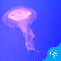 The large-scale high-end jellyfish dream super long tentacle micro-toxic variety sting