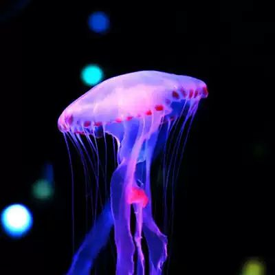 Purple striped sea thorn jellyfish Live seawater fish Live medium and large jellyfish Seawater ornamental fish Artificial breeding Cold water system