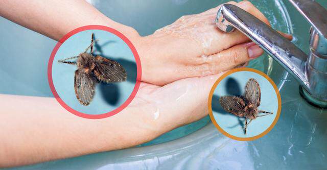 浴室常見惱人小蛾蚋 四招徹底消滅 淘寶海外