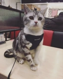 Джинсовые подтяжки с поводком, дышащий чокер, барсетка