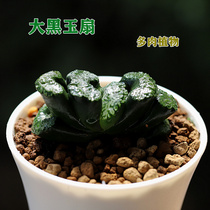 Big Black Jade fan intensive cultivation of big black super thick green pattern 4-5cm special selection of 12 rolls of succulent plants