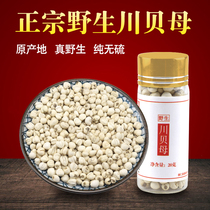 Sichuan Aba wild sulfur-free Fritillary pine shell Fritillaria sichuan Fritillary powder Chinese herbal medicine special grade pearl oyster 20g