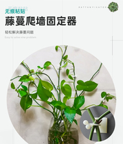Green Luo holder climbing wall artifact household untrace indoor Vine Green basket climbing artifact green wall climbing buckle