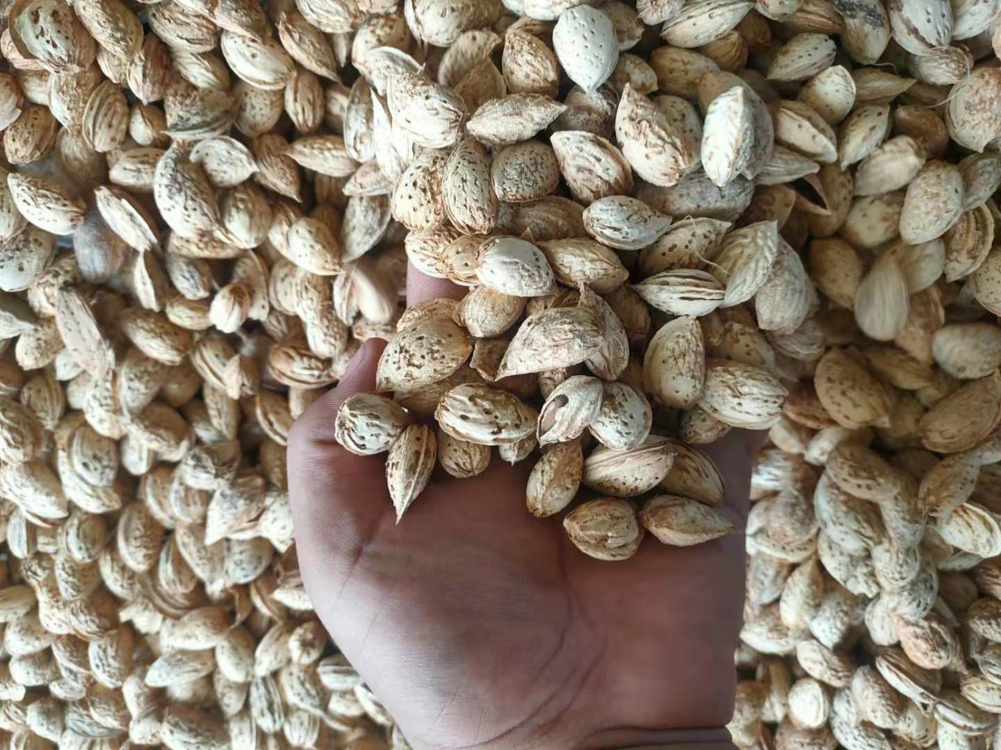 Special price 9 9 catty) Parrot pine rat grinders staple food food grain thick crust fresh raw raw batan wood