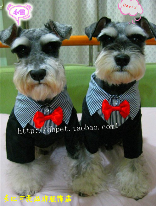 Quần áo cho chó Pet quần áo chó quần áo chó quần áo giả hai bộ đồ Teddy gấu 2019 - Quần áo & phụ kiện thú cưng áo dài cho chó
