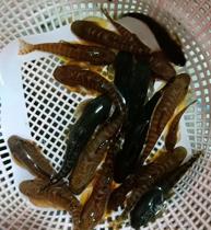 Native fish Loach ornamental fish sucking Loach Fangs Changting cold water fish Loach cleaning fish tank tools fish do not heat