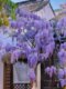 High-quality old pile wisteria saplings, balcony courtyard, fragrant potted climbing vines, long spikes, four-season flowering and cold-resistant plants