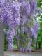 High-quality old pile wisteria saplings, balcony courtyard, fragrant potted climbing vines, long spikes, four-season flowering and cold-resistant plants