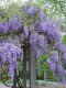 High-quality old pile wisteria saplings, balcony courtyard, fragrant potted climbing vines, long spikes, four-season flowering and cold-resistant plants