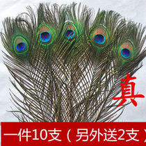 Pure Natural Imported Large Eyes Real Peacock Feather Tail DIY Craft Home Vase Decoration Furnishing