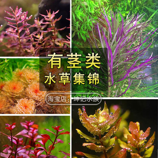 Fish and grass tank landscaping in the background with stems water grass green chrysanthemum aquarium decoration fresh water lazy real water grass plant package