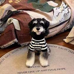 Pet Clothes, Small Fragrant Style, High Collar, Striped, Summer Pet Clothing, Schnauzer, Teddy, Dog, Cat, Pet Clothes