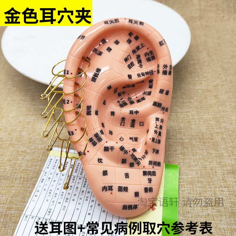 镀金色耳穴夹耳朵夹子耳图耳部取穴表17cm耳朵模具加磁耳穴环形夹
