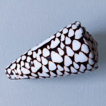 Natural shell fish scale snail fish tank Landscaping floor Mediterranean home wall decoration Creative jewelry ornaments Special offer