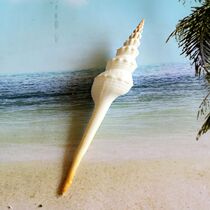 Bai Bi Chang Xuan snail Natural conch fish tank floor landscaping Mediterranean home wall decoration Creative jewelry