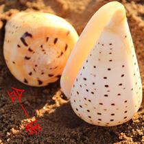 Natural conch shell super rhubarb corn conch fish aquarium landscaping conch ornaments full of 50 yuan