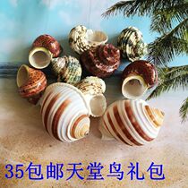 35 yuan Huang Fan Bird of paradise Bird of paradise Hermit crab Paradise Natural shell gift package Floor fish tank