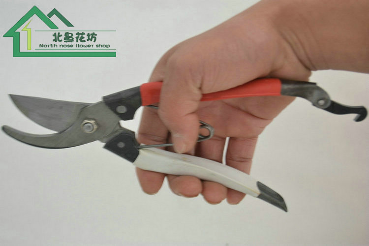 Mận đỏ kéo cắt tỉa cây hoa tỉa cụ cụ làm vườn đặc biệt cây ăn quả cây ghép ghép kéo cung cấp vườn vòi xịt tưới cây