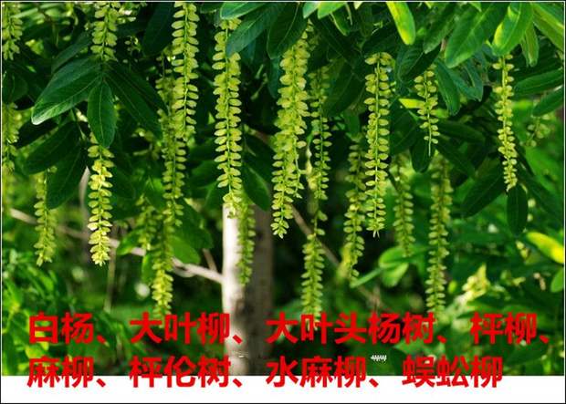 枫杨是杨树还是柳树,枫柳树百科,树吗_大山谷图库