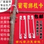Nông nghiệp móc móc nhà kính kiwi trái cây buộc chi nhánh clip gắn khóa móc khóa máy làm vườn cung cấp đóng gói - Nguồn cung cấp vườn vòi tưới cây