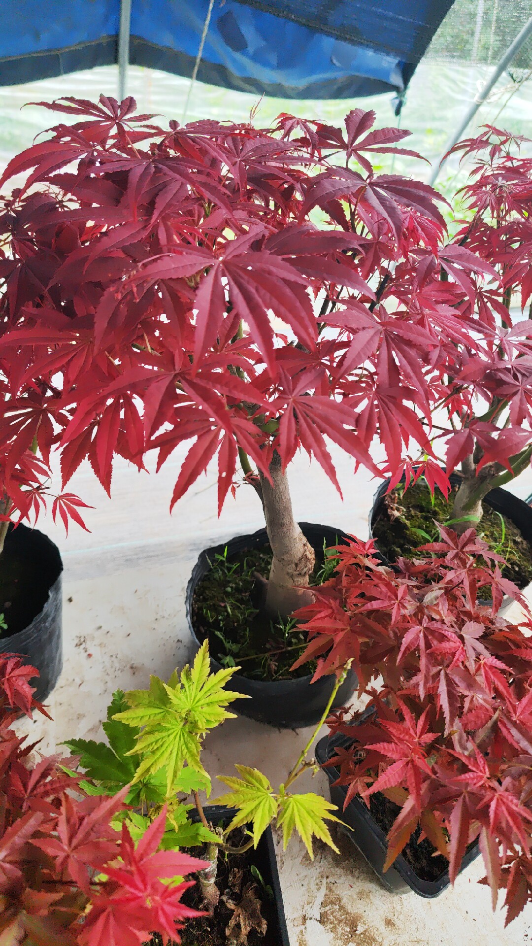 米兰的花卉园艺
