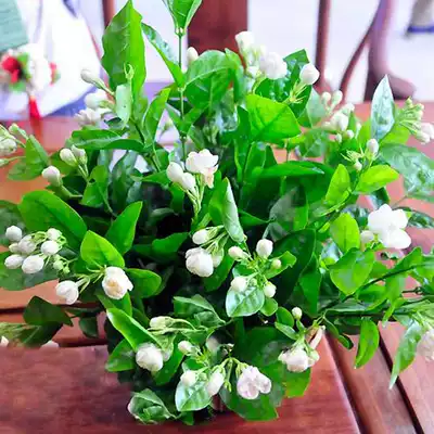 Jasmine seedlings potted flowers Viewing flowers Green plants Courtyard balcony desktop fragrant flowers Flowering plants