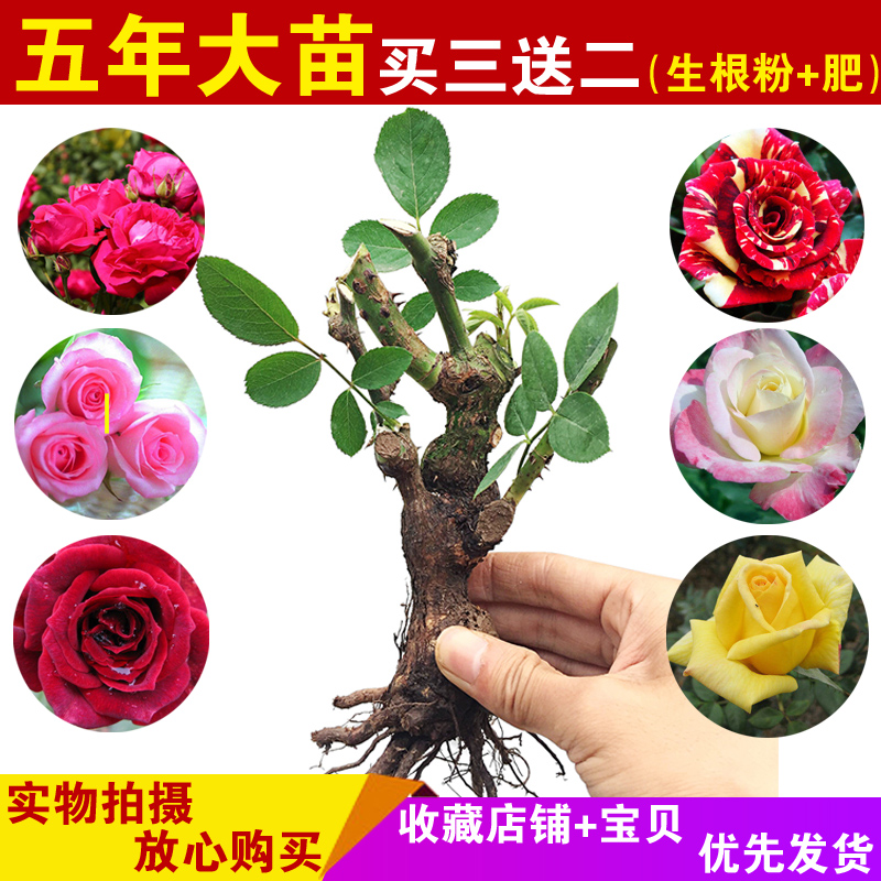 玫瑰花苗大花四季开花绿植物盆栽室内外桌面蔷薇月季花卉观花阳台