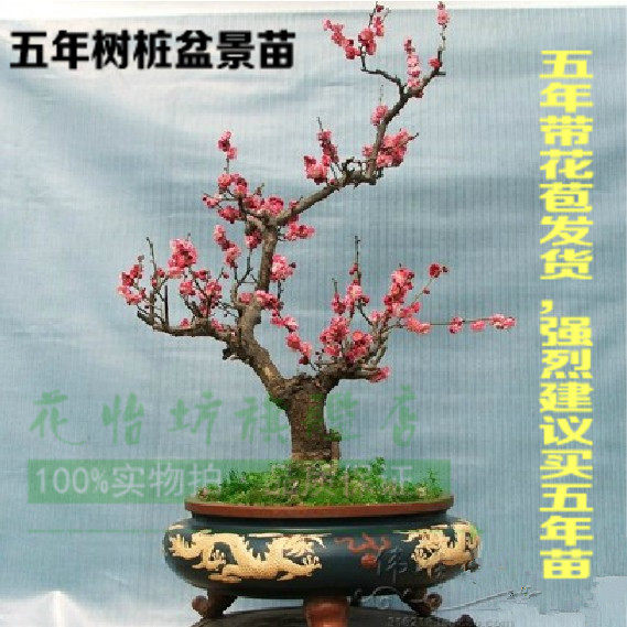 ��������÷����÷����׮�辰