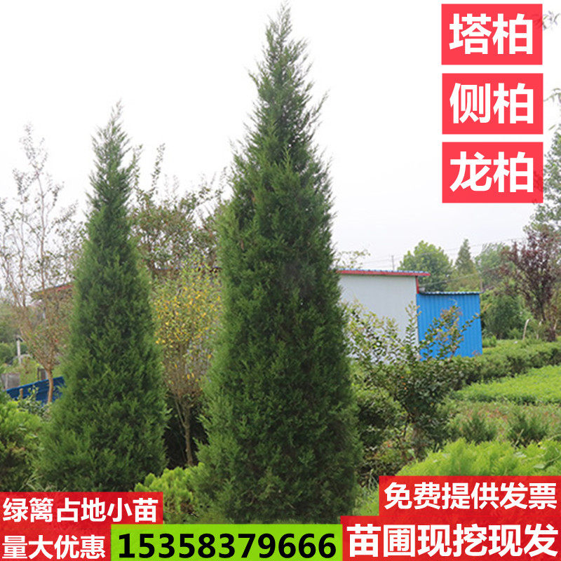 Cypress Seeda Topper Side Cypress Cypress Cypress Cypress Cypress Cypress Cypress Cypress Cypress Cypress Cypress Cypress Cypress Cypress Cypress Cypress Cypress Cypress Cypress Cypress Cypress Cypress Cypress Cypress Cypress Cypress Cypress Cypress Cypress Cypress Cypress Cypress Cypress Cypress Cypress Cypress Cypress Cypress Cypress Cypress Cypress Cypress Cypress Cypress Cypress Cypress Cypress Cypress Cyp