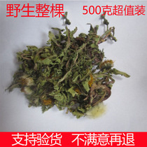 Chinese herbal medicine farmhouse wild whole dandelion dandelion section tea dandelion dried mother-in-law Ding dandelion 500 gr