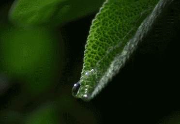 21.gif
