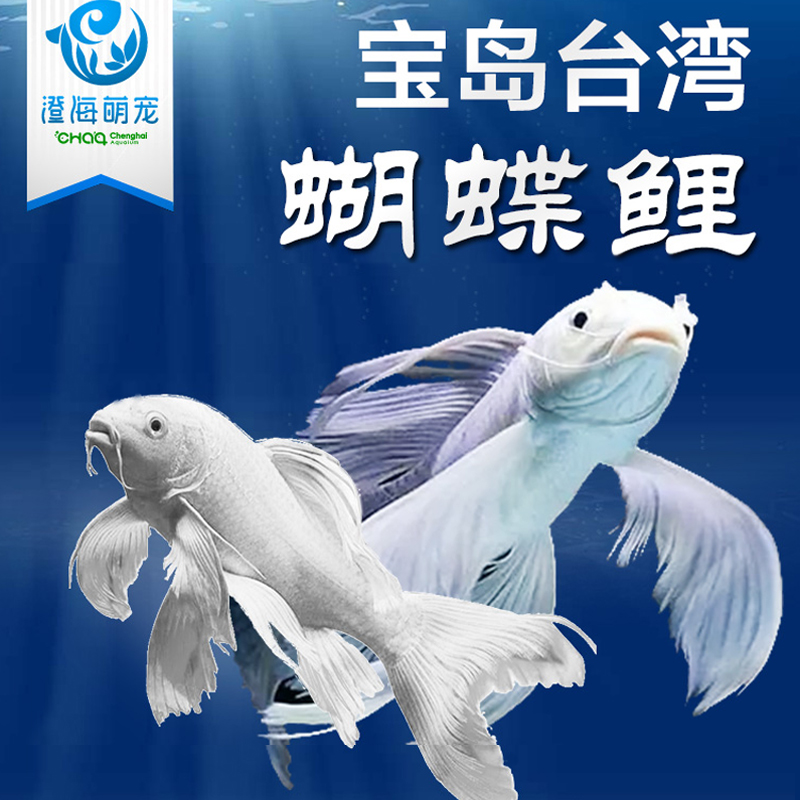 臺灣純種進口蝴蝶鯉龍鳳錦鯉紅龍配魚熱帶魚觀賞魚金魚活體