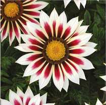 New Seeds Popular Gorgeous Gazania Rigens Flower Gift Plant