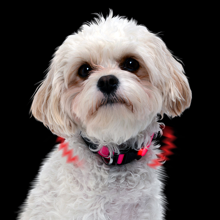Nai Love NiteIze Pets Pet Webbing LED Luminous Collar Dog Cat Safety Caution Collar Two Stalls Small Dogs