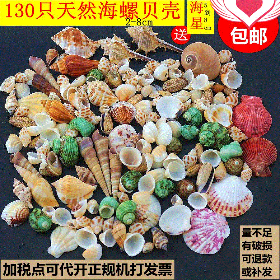 新鲜野生贝壳欧式化石吹项链壳吊坠家用海鲜装饰品海螺贝壳海星
