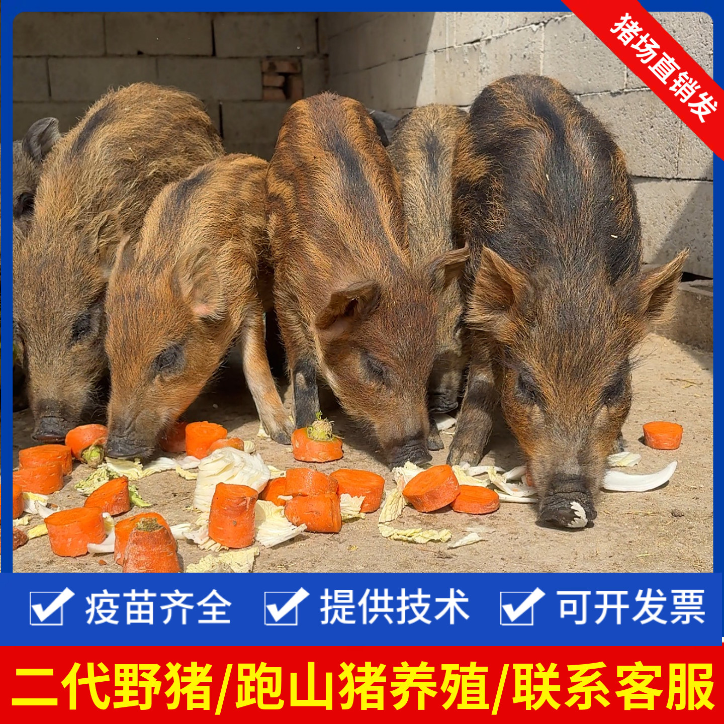养猪新手的福音!🌿 改良二代野猪幼崽 家养巴马香猪 🐷-其它宠物-淘宝好物网