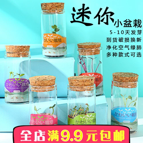 Мини -цветочные гидравлические зеленые растения и мяты из горшко -горшков хороши, чтобы поднять ионные настольные зеленые растения бонсай