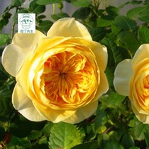 European moon balcony potted rose fragrant multi-headed rose rose flower Joan of Arc cut flower rose Season Blossoms