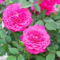 Pomegranate Autumn Dance Rose Flower Large Seedling Courtyard Balcony Rose Light Fragrance Multi-headed Four Seasons Potted Flowers and Green Plants