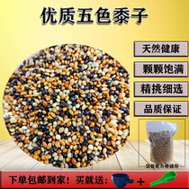 Small and medium-sized parrot grain tiger skin mumbo style bird food bird feed five-color mixed millet bag shell millet