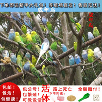 Tiger skin parrot live bird home small talking bird pet bird live bird live bird food feed bird cage