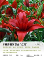 [Азия Лили] Лили Красная Орел 14/16 (3 гола)