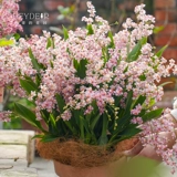 海蒂的花园 Венсин орхидея с цветами крытая орхидея Большая табличная орхидея