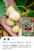 [Пятно] Снежный кролик 15 см.