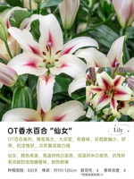 [OT LILY] Сказка 16/18 (3 гола)